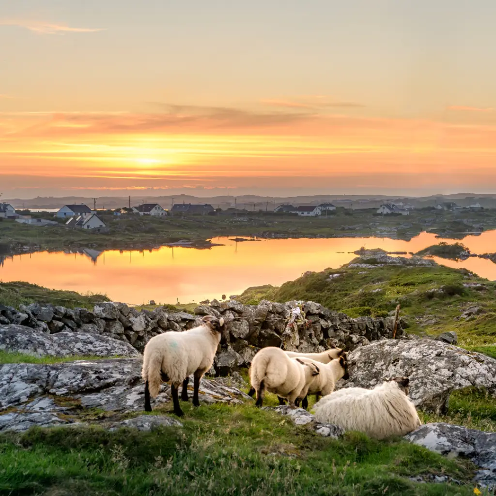 Study in Ireland